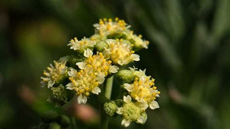  ¿Qué hace que el Guayule sea tan versátil para la industria automotriz y médica?