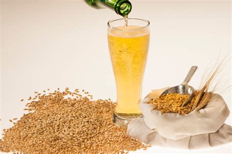  Barley: El Grano Multifacético para la Producción de Cerveza Artesanal y Alimento Animal de Alta Calidad!