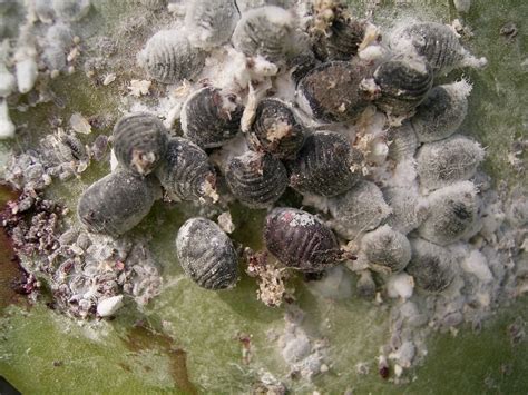 ¿Cochinilla? ¡El Rojo Natural que la Industria Textil Adora!