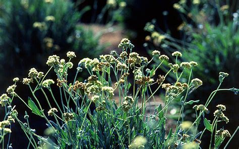  Guayule ¡La Maravilla De Las Plantas Para La Producción de Látex Sostenible!