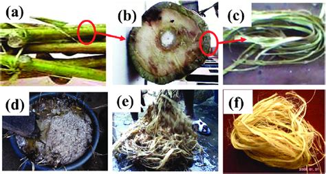  Okra Fibres: ¡Un Desafío Textil para la Industria del Futuro?